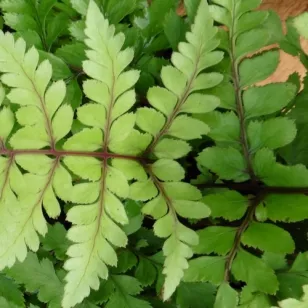 Athyrium otophorum var. okanum Visuel