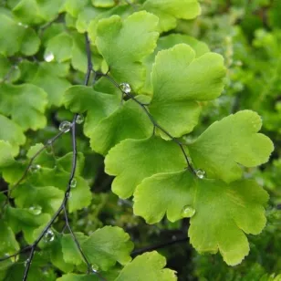 Adiantum capillus-veneris Visuel