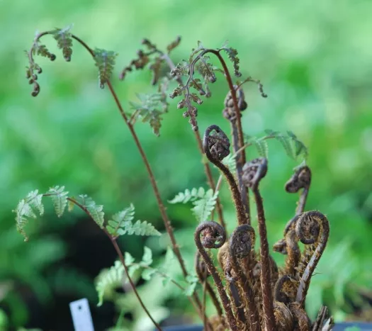 Athyrium vidalii principal