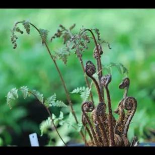 Athyrium vidalii Visuel