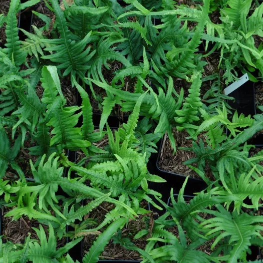 Polypodium glycyrrhiza 'Longicaudatum' principal