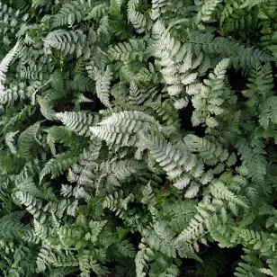 Athyrium niponicum var. pictum &amp;#039;Silver Falls&amp;#039; Visuel