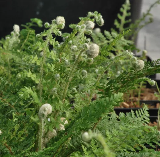 Woodsia obtusa principal