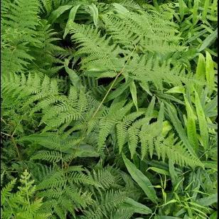 Pteridium esculentum Visuel