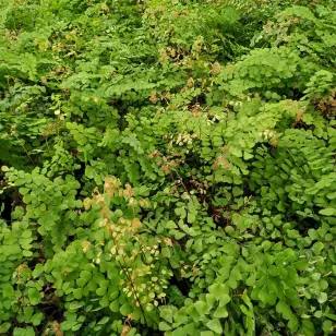 Adiantum venustum Visuel