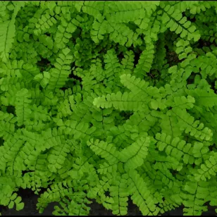 Adiantum pedatum Visuel