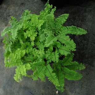 Adiantum aleuticum var. subpumilum Visuel