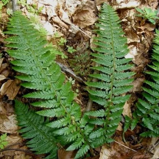 Polystichum aculeatum principal