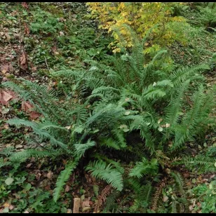 Polystichum munitum Visuel