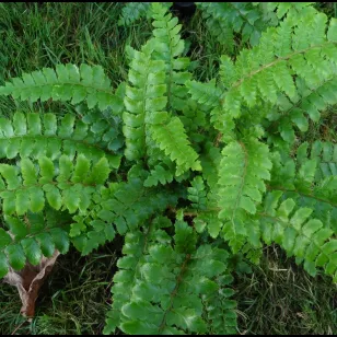 Polystichum polyblepharum Visuel