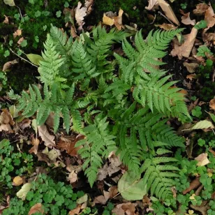 Polystichum rigens Visuel