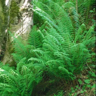 Polystichum setiferum Visuel