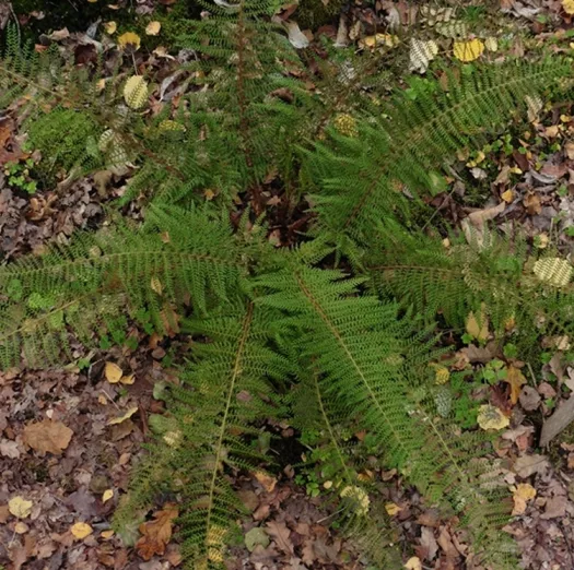 Polystichum setiferum 'Herrenhausen' principal