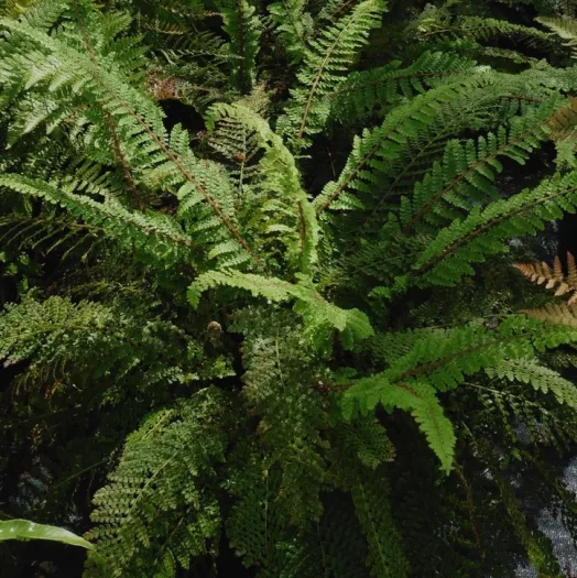 Polystichum setiferum 'Nantes' principal