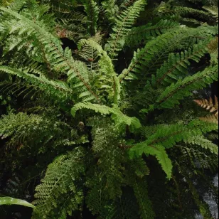 Polystichum setiferum &amp;#039;Nantes&amp;#039; Visuel