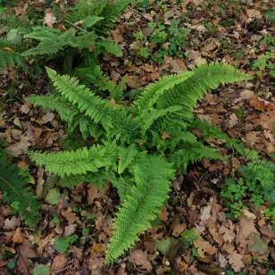 Polystichum setiferum &amp;#039;Plumosum-Densum&amp;#039; Visuel