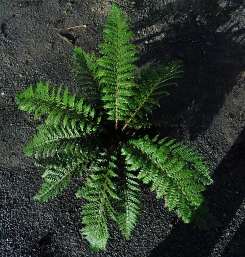 Polystichum x dycei principal