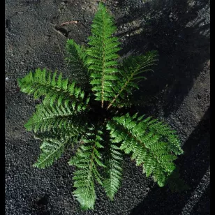 Polystichum x dycei Visuel