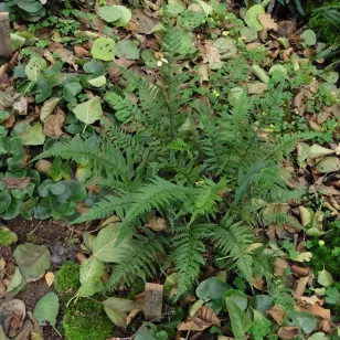 Polystichum tsus-simense Visuel