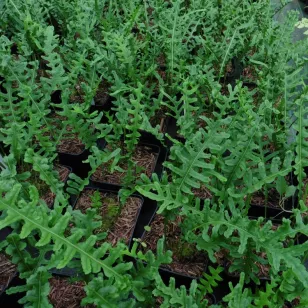 Polypodium cambricum &amp;#039;Hornet&amp;#039; Visuel