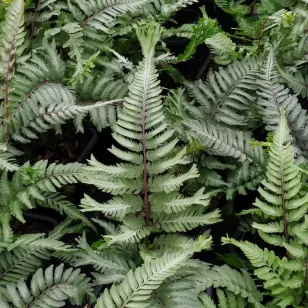 Athyrium niponicum, forme crêtée Visuel