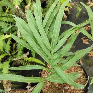 Pteris cretica Visuel