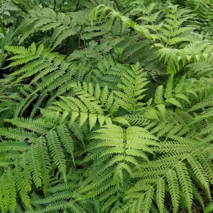 Pteris wallichiana Visuel