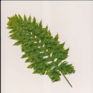 Polypodium cambricum &amp;#039;Barrowii&amp;#039; Visuel