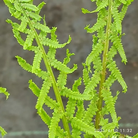 Athyrium filix-femina 'Dre's Dagger' principal