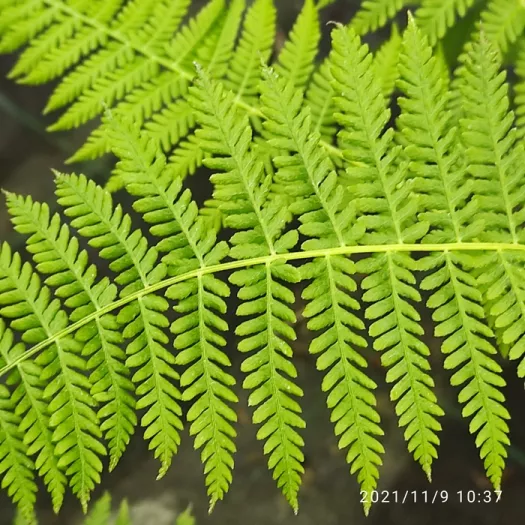 Parathelypteris beddomei principal