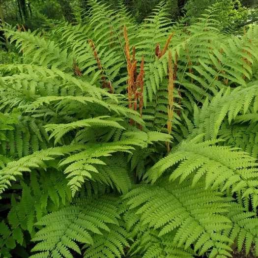 Osmundastrum cinnamomeum principal