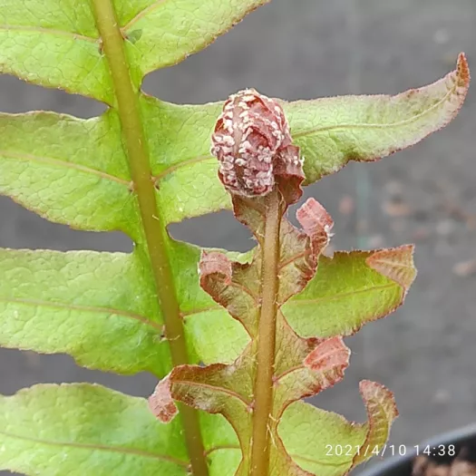 Drynaria sinica principal