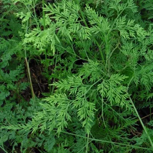 Onychium japonicum &amp;#039;Sichuan Lace&amp;#039; Visuel