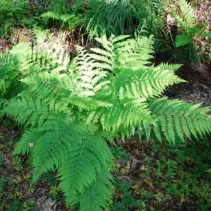 Athyrium filix-femina Visuel