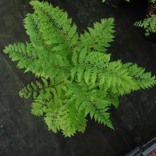 Athyrium filix-femina &amp;#039;Vernoniae&amp;#039; Visuel