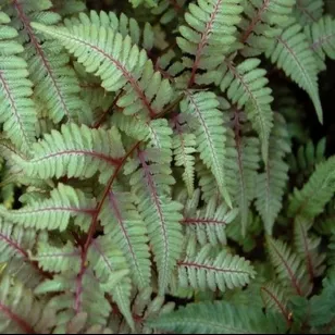 Athyrium niponicum var. pictum, Anisocampium Visuel