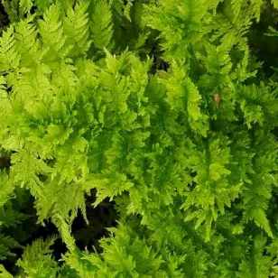 Athyrium filix-femina &amp;#039;Cristatum Congestum&amp;#039; Visuel