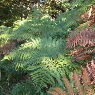 Pteridium aquilinum, fougère-aigle Visuel