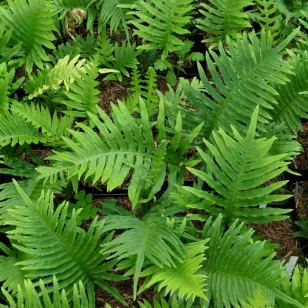 Polypodium cambricum Visuel