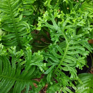 Polypodium cambricum &amp;#039;Grandiceps Fox&amp;#039; Visuel