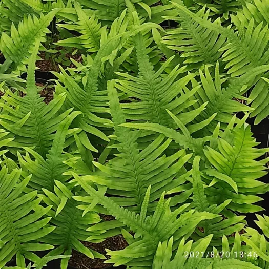 Polypodium cambricum 'Macrostachyon' principal