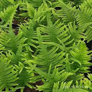 Polypodium cambricum &amp;#039;Macrostachyon&amp;#039; Visuel