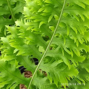 Polypodium cambricum &amp;#039;Prestonii&amp;#039; Visuel