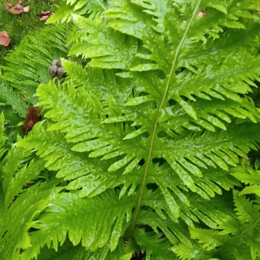 Polypodium cambricum 'Richard Kayse' principal