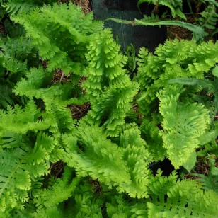 Polypodium cambricum &amp;#039;Oakleyae&amp;#039; Visuel