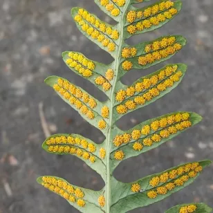 Polypodium interjectum Visuel