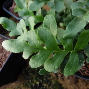 Polypodium scouleri Visuel