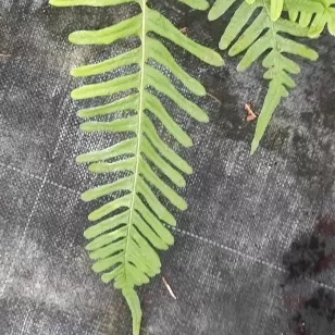 Polypodium vulgare Visuel