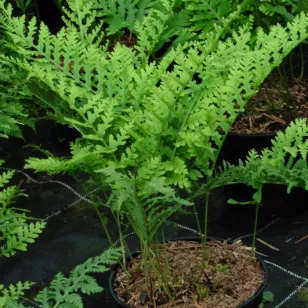 Polypodium x mantoniae &amp;#039;Cornubiense&amp;#039; Visuel