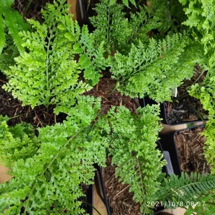 Polypodium vulgare &amp;#039;Parsley&amp;#039; Visuel